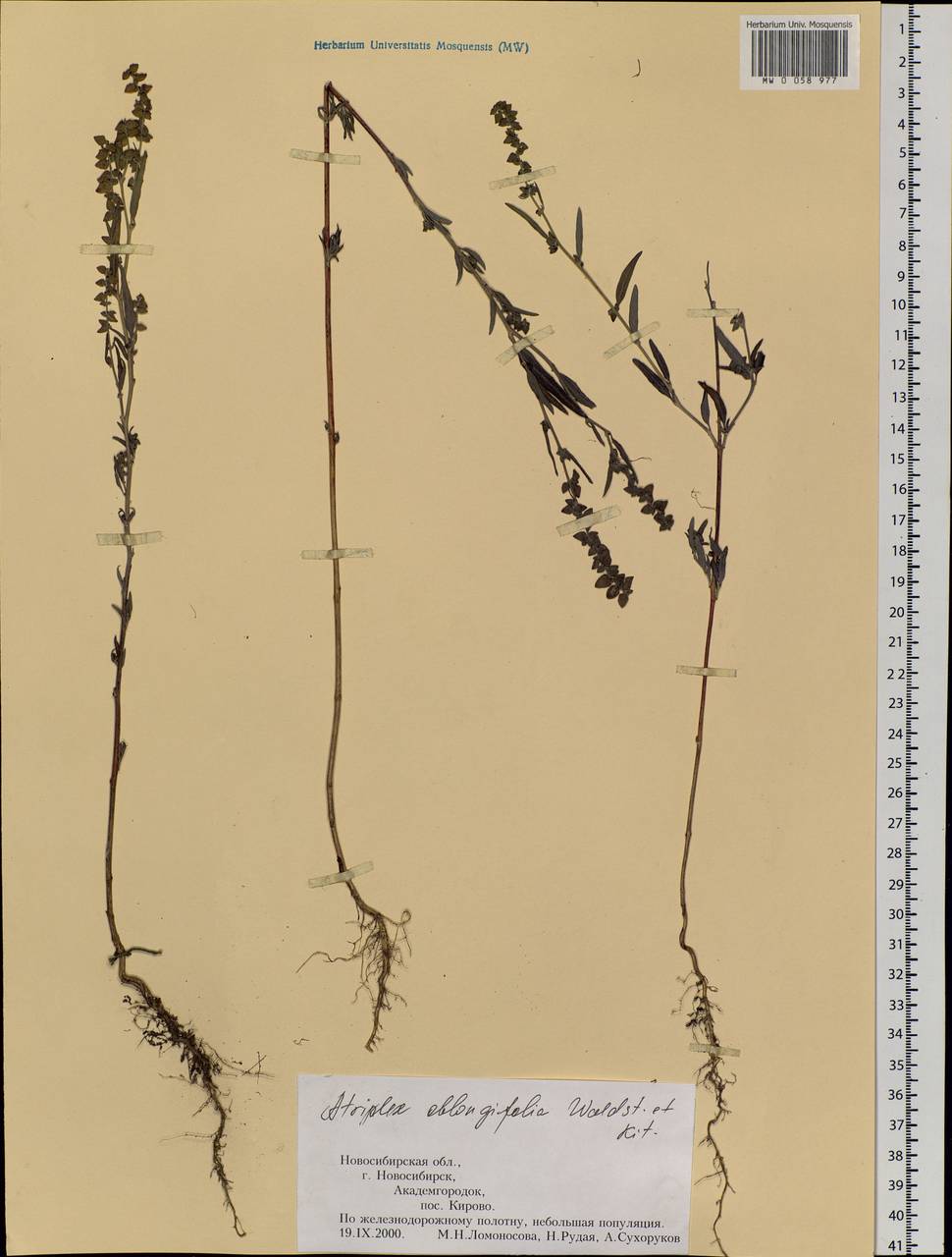 Atriplex oblongifolia Waldst. & Kit., Siberia, Western Siberia (S1) (Russia)