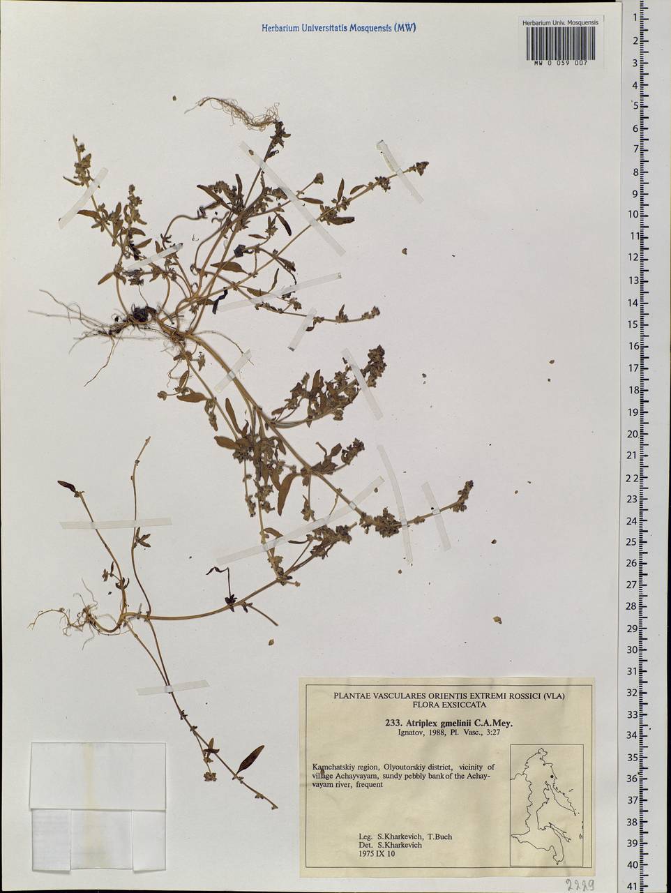 Atriplex gmelinii C.A.Mey. ex Bong., Siberia, Chukotka & Kamchatka (S7) (Russia)