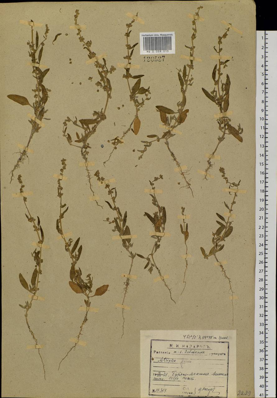 Atriplex fera (L.) Bunge, Siberia, Baikal & Transbaikal region (S4) (Russia)