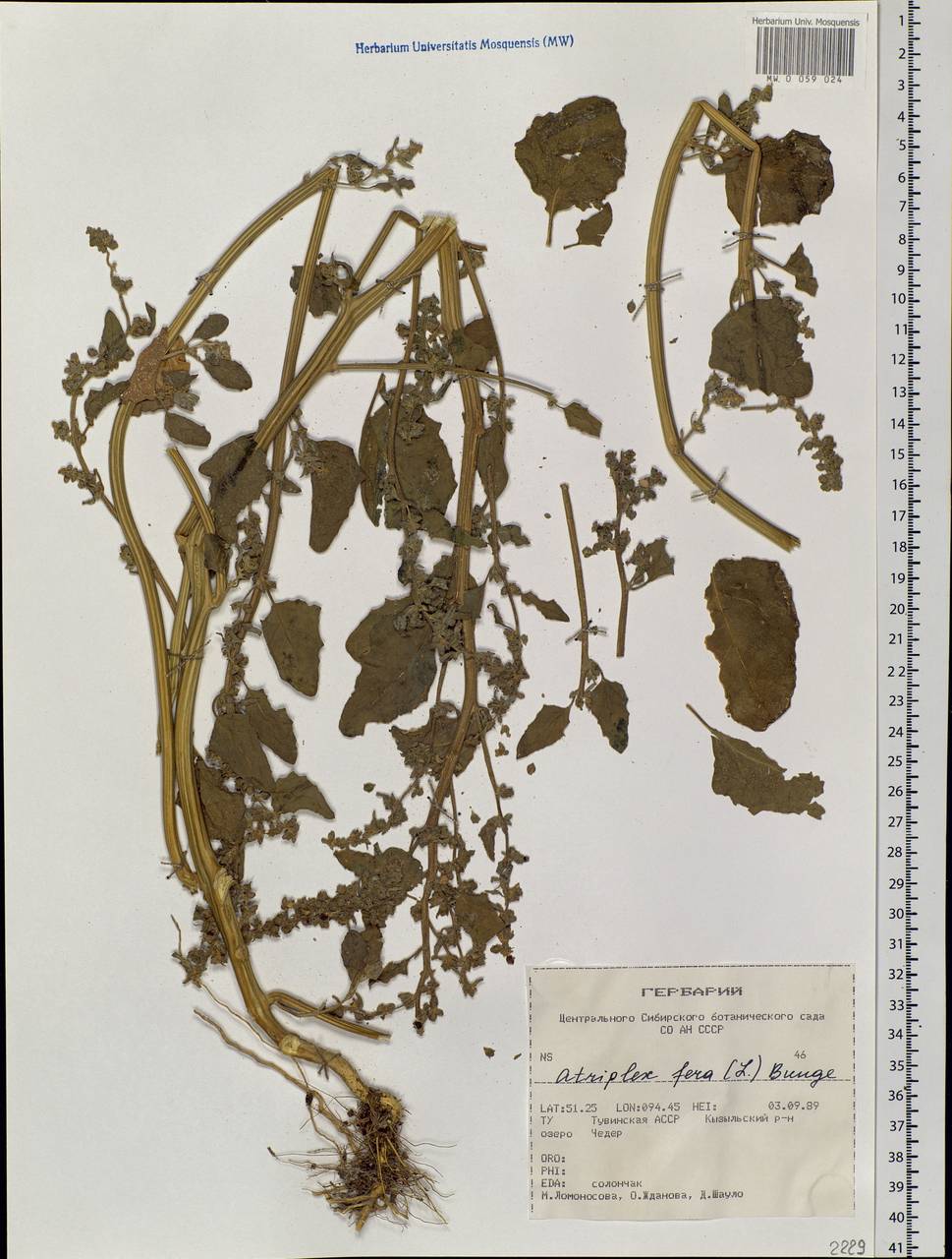 Atriplex fera (L.) Bunge, Siberia, Altai & Sayany Mountains (S2) (Russia)