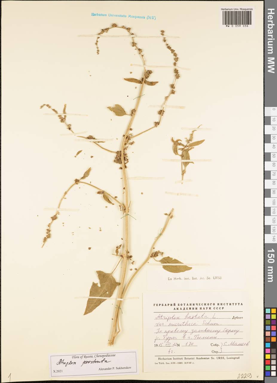 Atriplex prostrata DC., Siberia, Western Siberia (S1) (Russia)