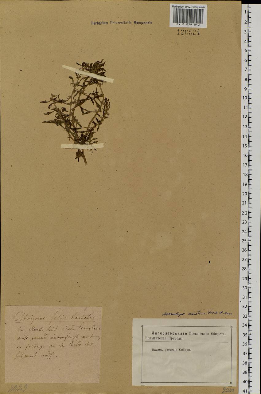 Blitum asiaticum (Fisch. & C. A. Mey.) S. Fuentes, Uotila & Borsch, Siberia, Yakutia (S5) (Russia)