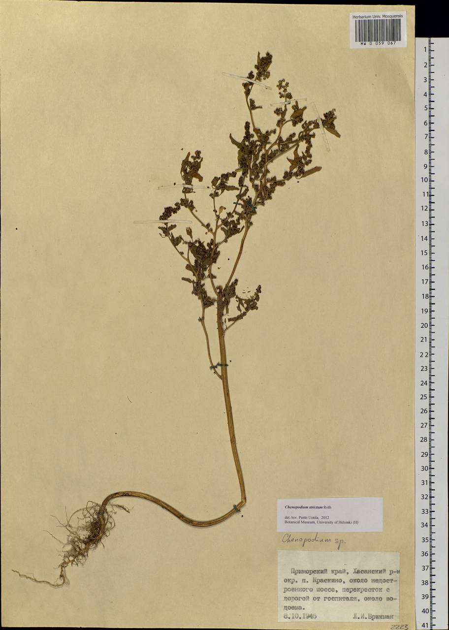 Chenopodium album L., Siberia, Russian Far East (S6) (Russia)