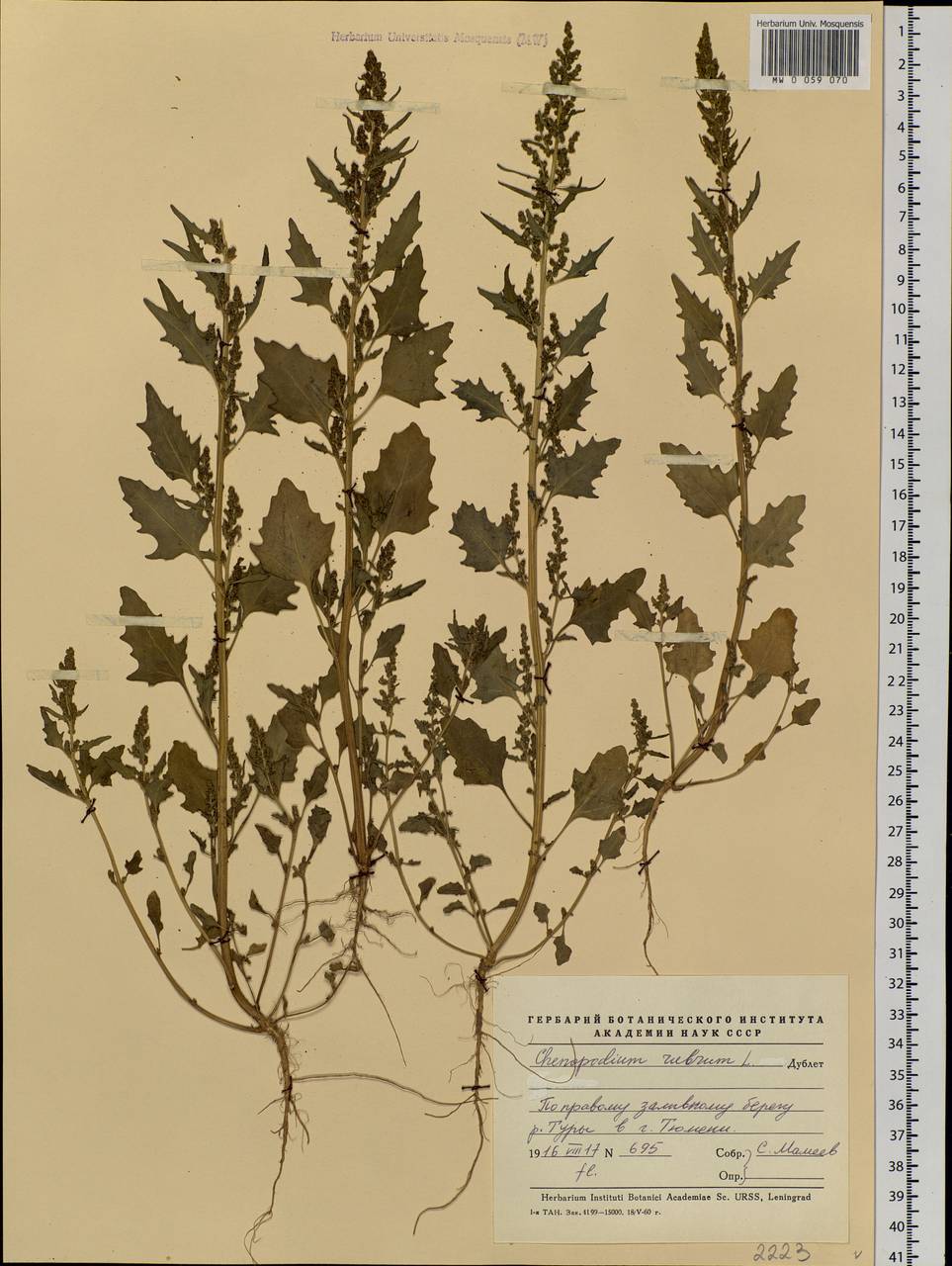 Oxybasis rubra (L.) S. Fuentes, Uotila & Borsch, Siberia, Western Siberia (S1) (Russia)