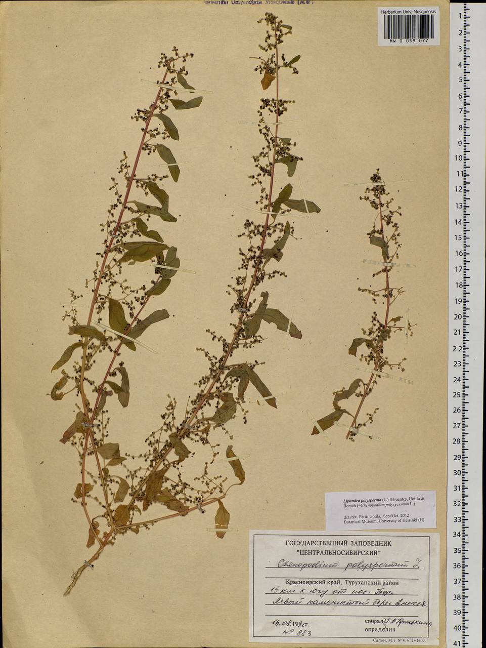 Lipandra polysperma (L.) S. Fuentes, Uotila & Borsch, Siberia, Central Siberia (S3) (Russia)
