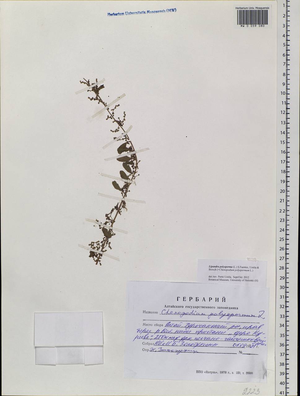 Lipandra polysperma (L.) S. Fuentes, Uotila & Borsch, Siberia, Altai & Sayany Mountains (S2) (Russia)
