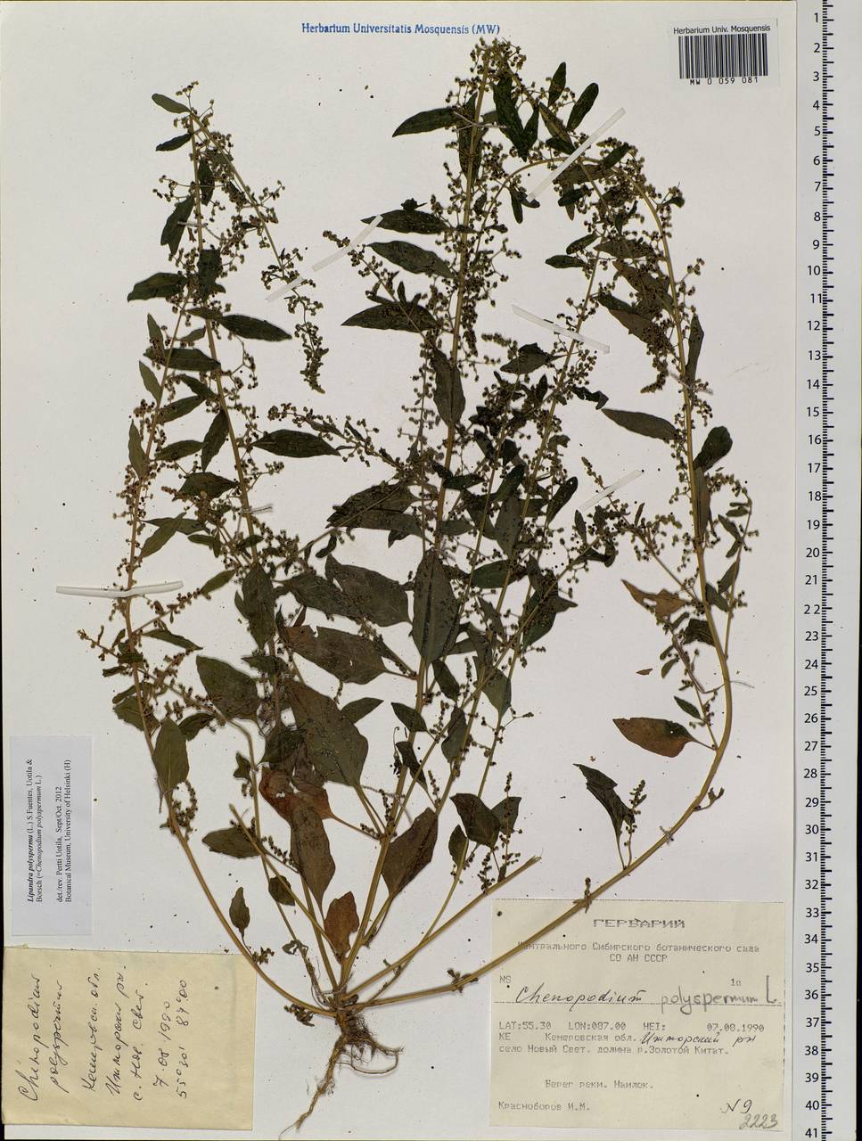 Lipandra polysperma (L.) S. Fuentes, Uotila & Borsch, Siberia, Altai & Sayany Mountains (S2) (Russia)