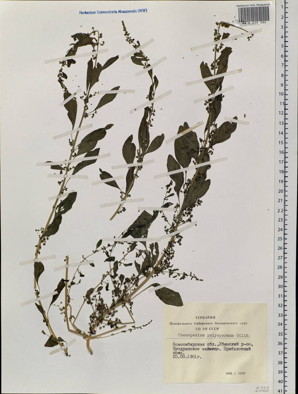 Lipandra polysperma (L.) S. Fuentes, Uotila & Borsch, Siberia, Western Siberia (S1) (Russia)