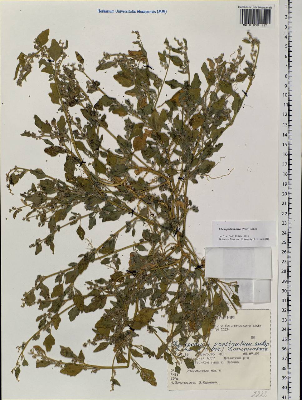 Chenopodium karoi (Murr) Aellen, Siberia, Altai & Sayany Mountains (S2) (Russia)