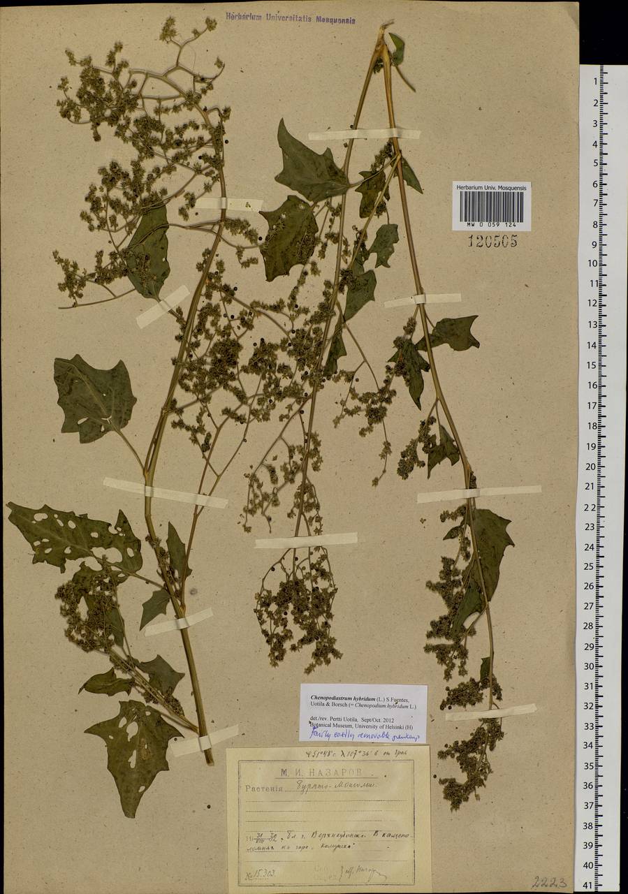 Chenopodiastrum hybridum (L.) S. Fuentes, Uotila & Borsch, Siberia, Baikal & Transbaikal region (S4) (Russia)