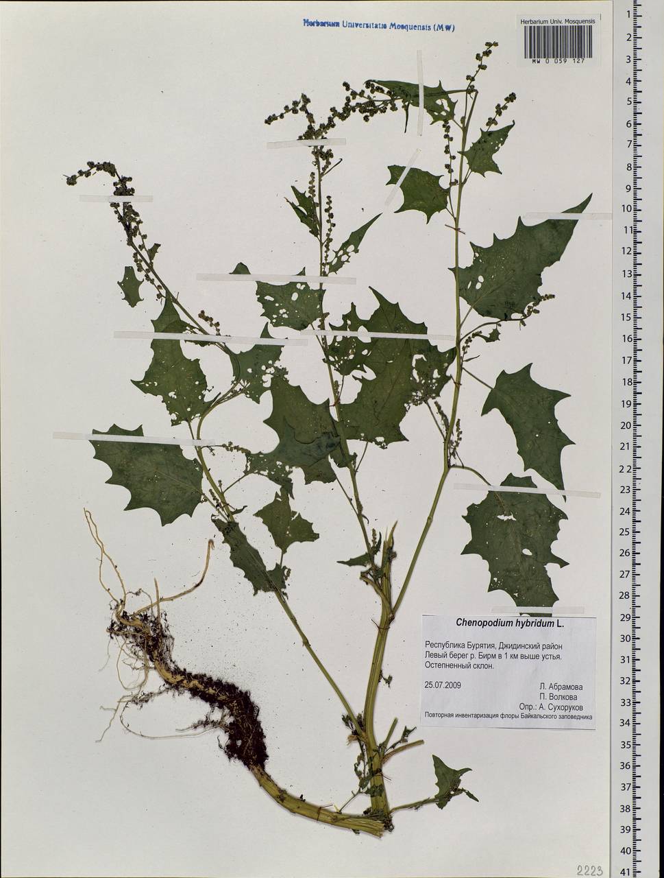 Chenopodiastrum hybridum (L.) S. Fuentes, Uotila & Borsch, Siberia, Baikal & Transbaikal region (S4) (Russia)