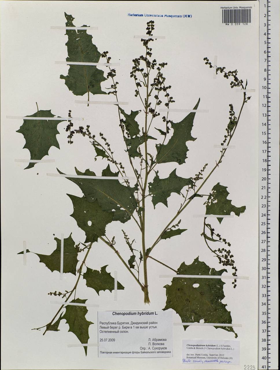 Chenopodiastrum hybridum (L.) S. Fuentes, Uotila & Borsch, Siberia, Baikal & Transbaikal region (S4) (Russia)