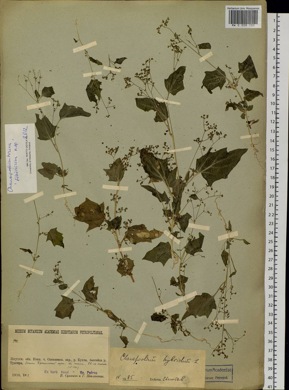 Chenopodiastrum hybridum (L.) S. Fuentes, Uotila & Borsch, Siberia, Baikal & Transbaikal region (S4) (Russia)