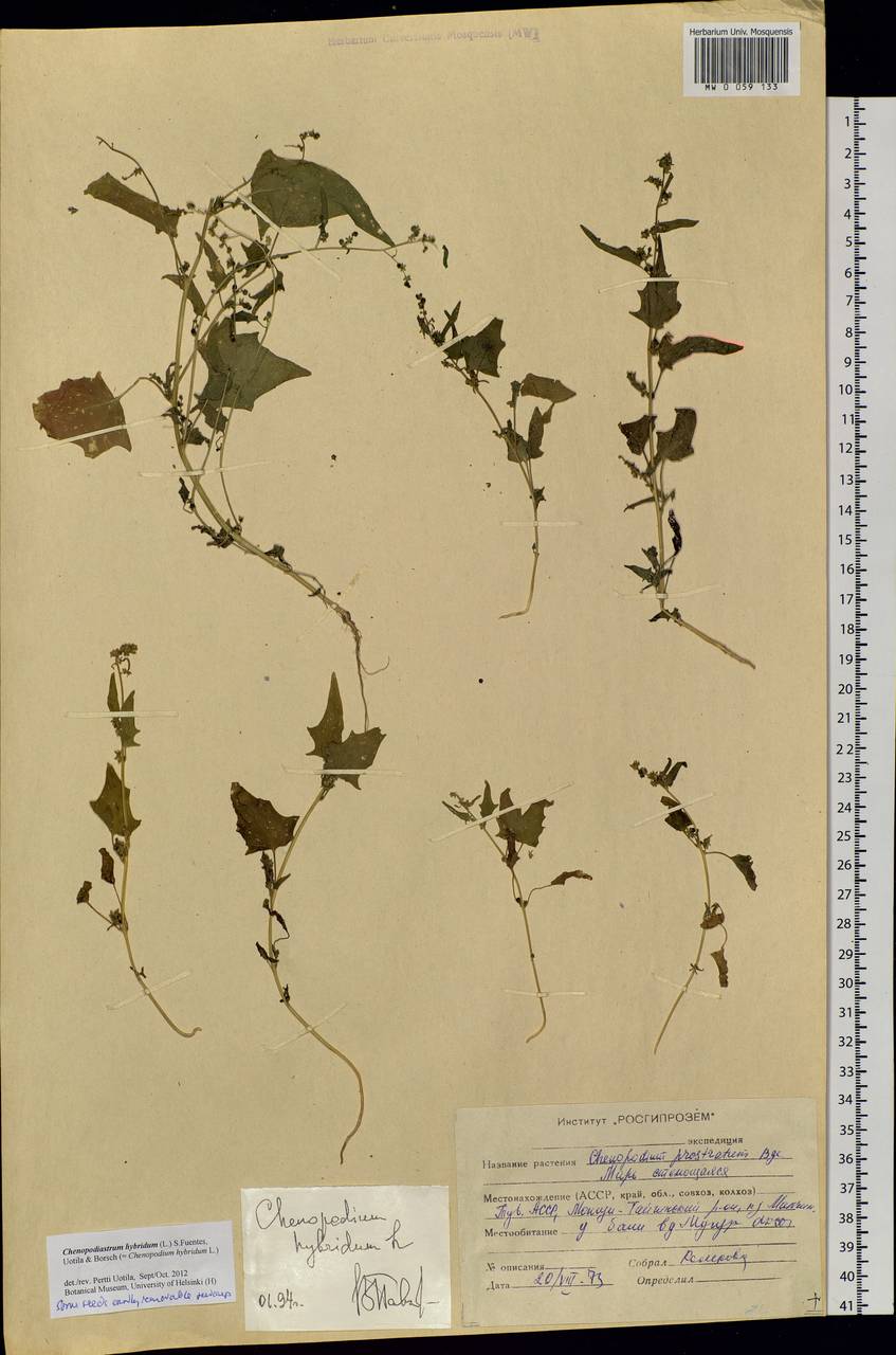 Chenopodiastrum hybridum (L.) S. Fuentes, Uotila & Borsch, Siberia, Altai & Sayany Mountains (S2) (Russia)