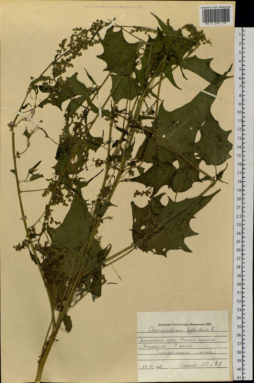Chenopodiastrum hybridum (L.) S. Fuentes, Uotila & Borsch, Siberia, Altai & Sayany Mountains (S2) (Russia)