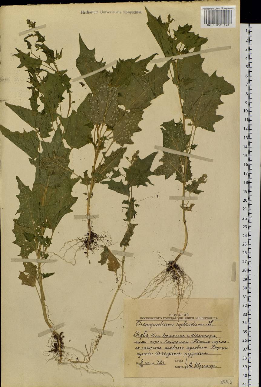 Chenopodiastrum hybridum (L.) S. Fuentes, Uotila & Borsch, Siberia, Altai & Sayany Mountains (S2) (Russia)