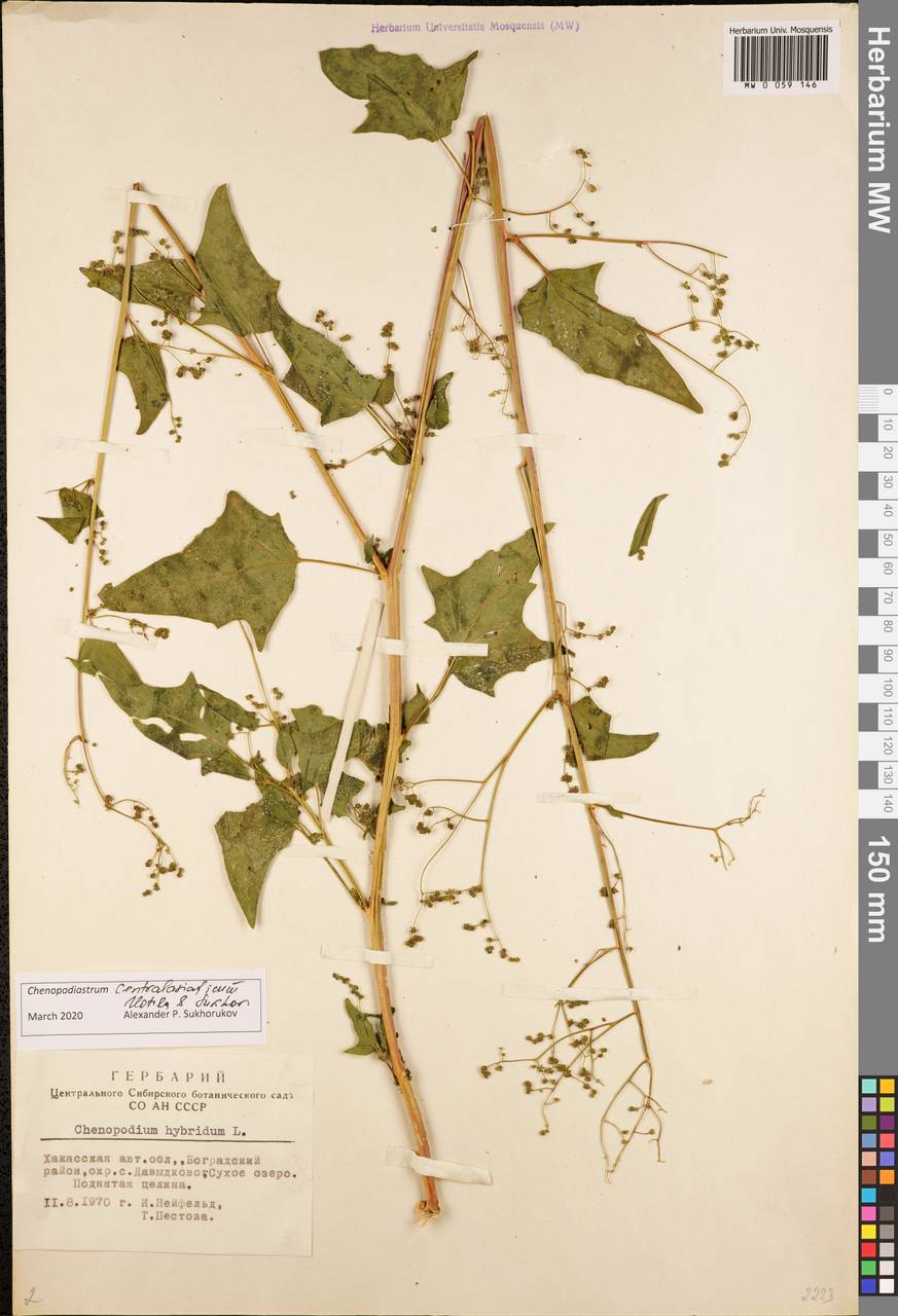 Chenopodiastrum hybridum (L.) S. Fuentes, Uotila & Borsch, Siberia, Altai & Sayany Mountains (S2) (Russia)