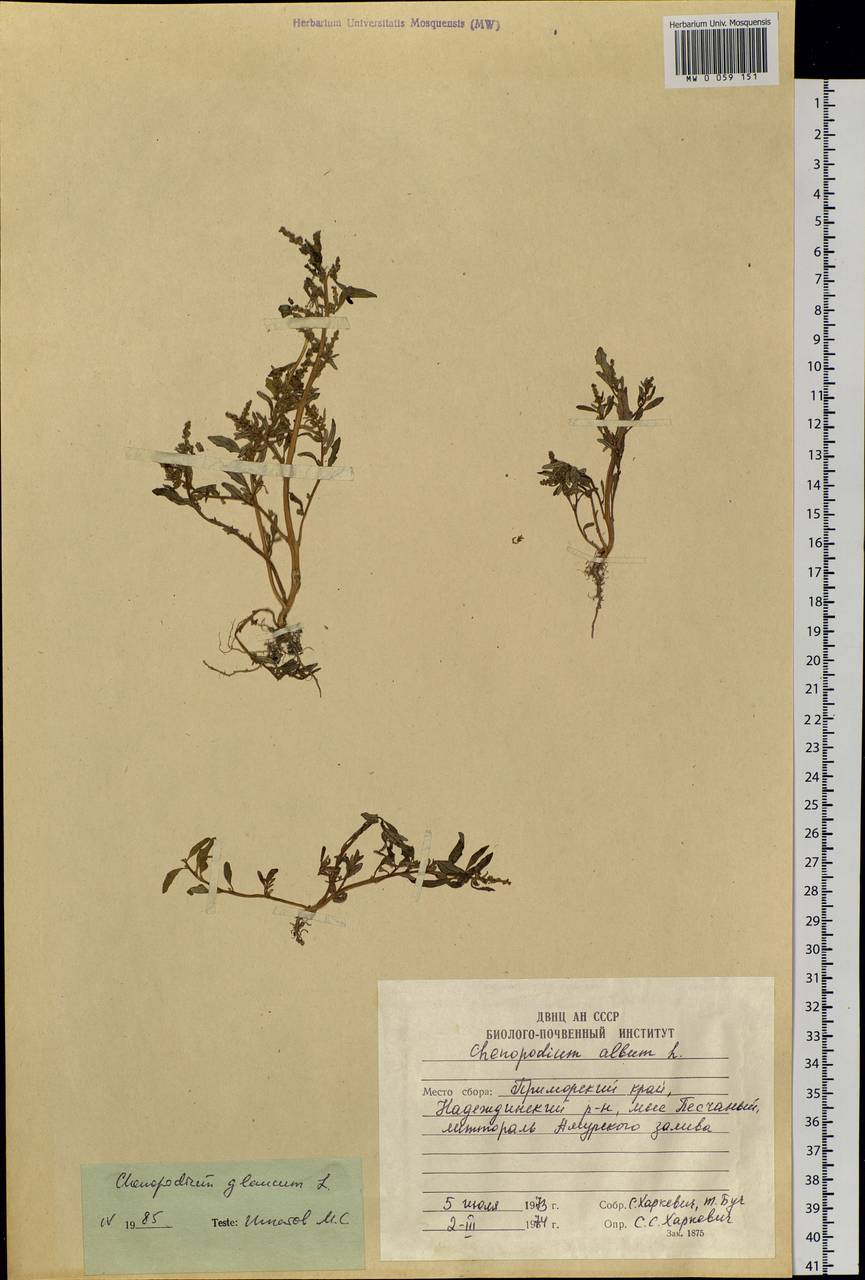 Oxybasis glauca (L.) S. Fuentes, Uotila & Borsch, Siberia, Russian Far East (S6) (Russia)