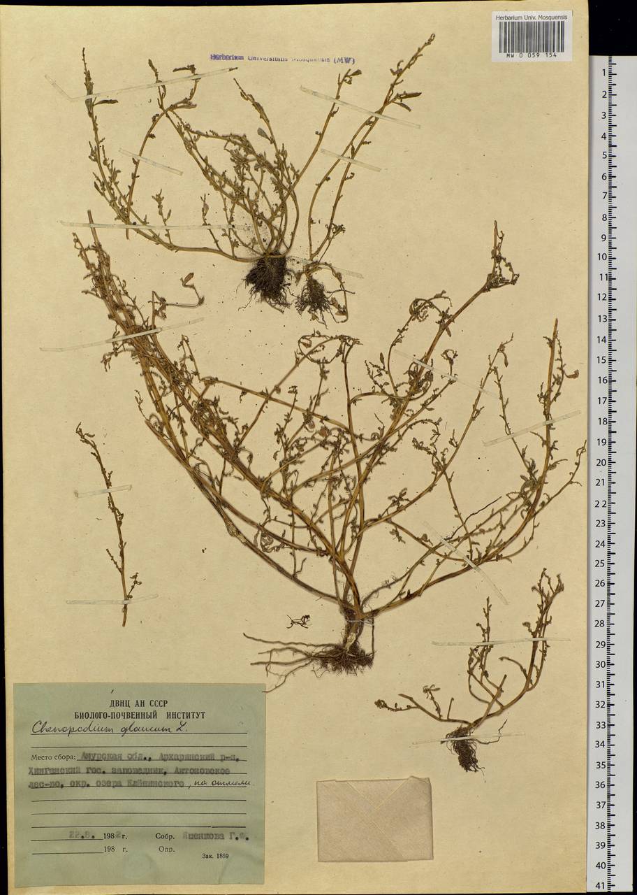 Oxybasis glauca (L.) S. Fuentes, Uotila & Borsch, Siberia, Russian Far East (S6) (Russia)