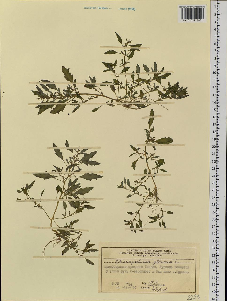 Oxybasis glauca (L.) S. Fuentes, Uotila & Borsch, Siberia, Central Siberia (S3) (Russia)