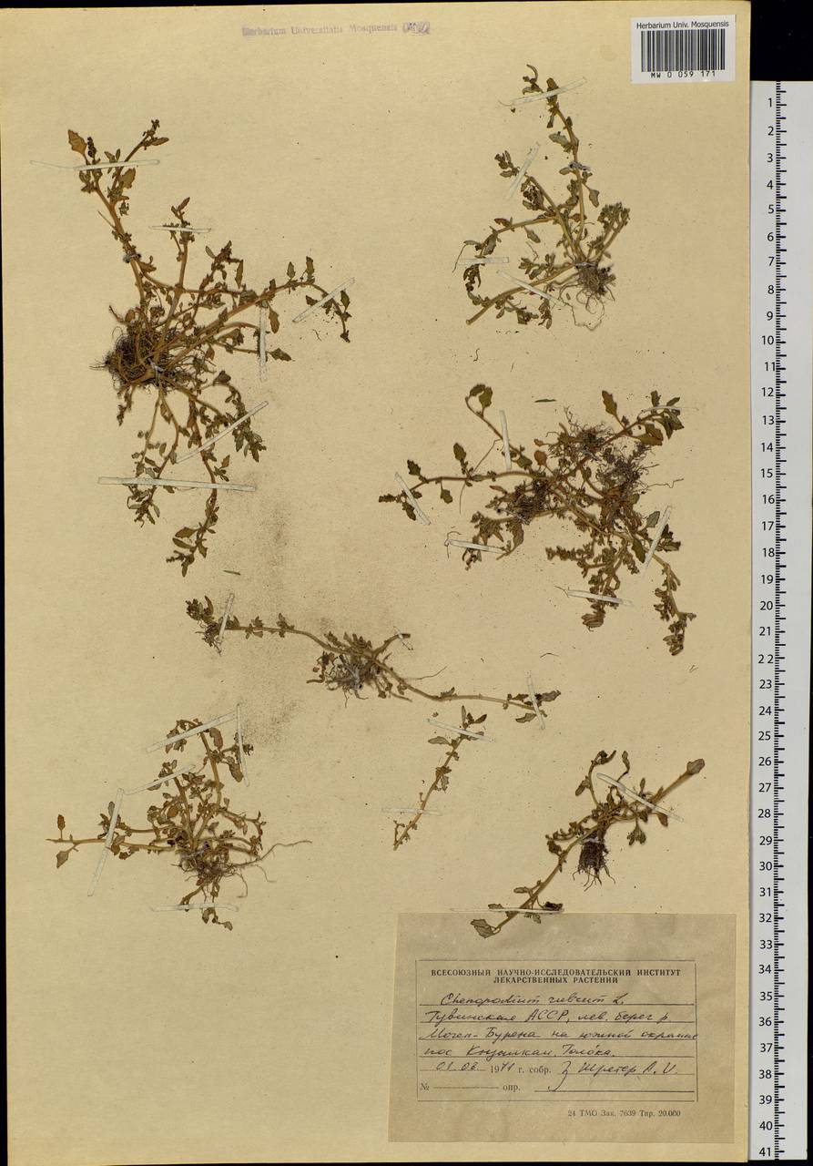 Oxybasis glauca (L.) S. Fuentes, Uotila & Borsch, Siberia, Altai & Sayany Mountains (S2) (Russia)