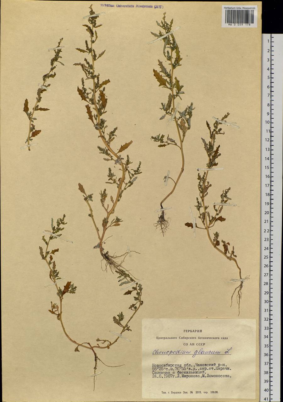 Oxybasis glauca (L.) S. Fuentes, Uotila & Borsch, Siberia, Western Siberia (S1) (Russia)