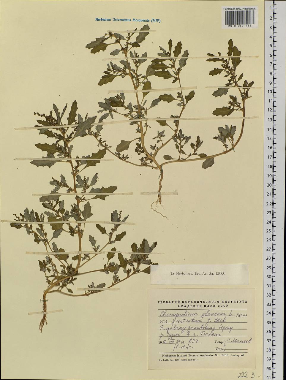 Oxybasis glauca (L.) S. Fuentes, Uotila & Borsch, Siberia, Western Siberia (S1) (Russia)