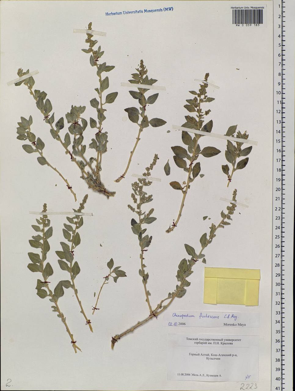 Chenopodium frutescens C. A. Mey., Siberia, Altai & Sayany Mountains (S2) (Russia)