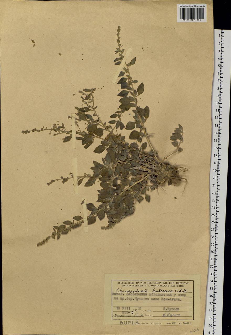 Chenopodium frutescens C. A. Mey., Siberia, Altai & Sayany Mountains (S2) (Russia)