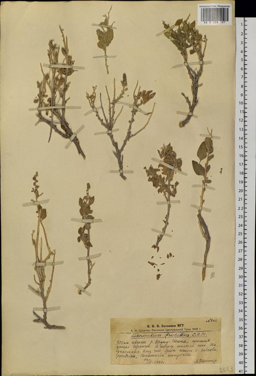 Chenopodium frutescens C. A. Mey., Siberia, Altai & Sayany Mountains (S2) (Russia)