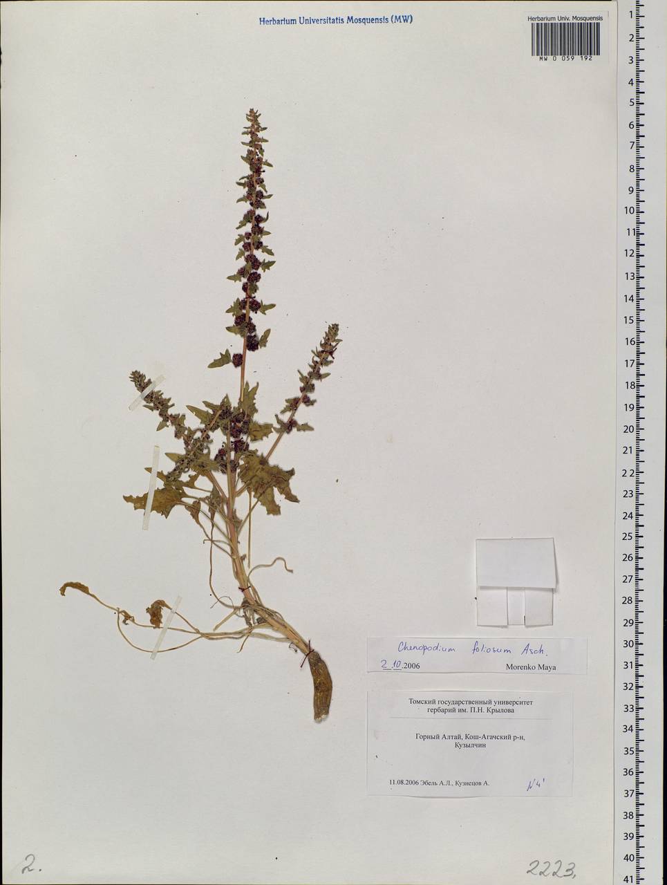 Blitum virgatum subsp. virgatum, Siberia, Altai & Sayany Mountains (S2) (Russia)