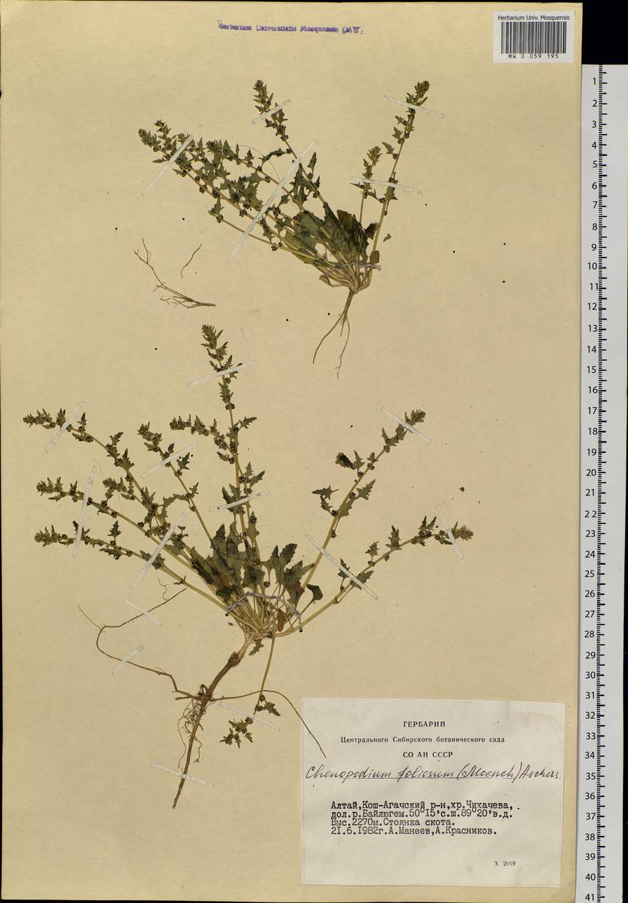 Blitum virgatum subsp. virgatum, Siberia, Altai & Sayany Mountains (S2) (Russia)