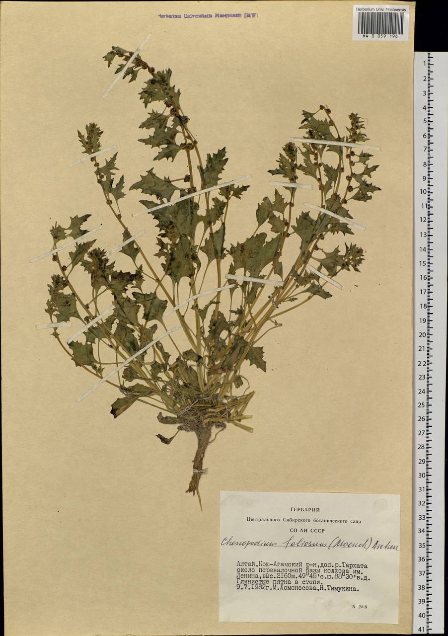 Blitum virgatum subsp. virgatum, Siberia, Altai & Sayany Mountains (S2) (Russia)