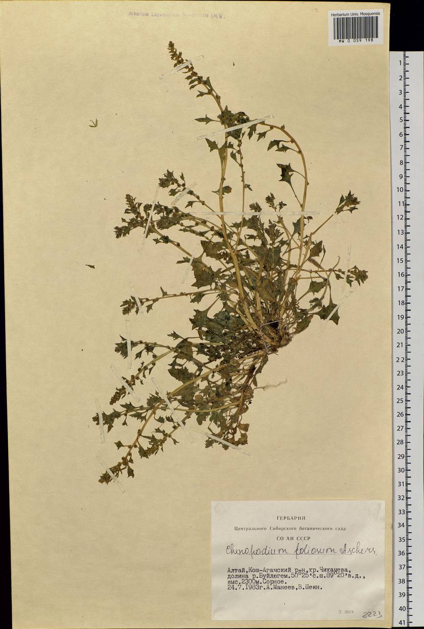 Blitum virgatum subsp. virgatum, Siberia, Altai & Sayany Mountains (S2) (Russia)