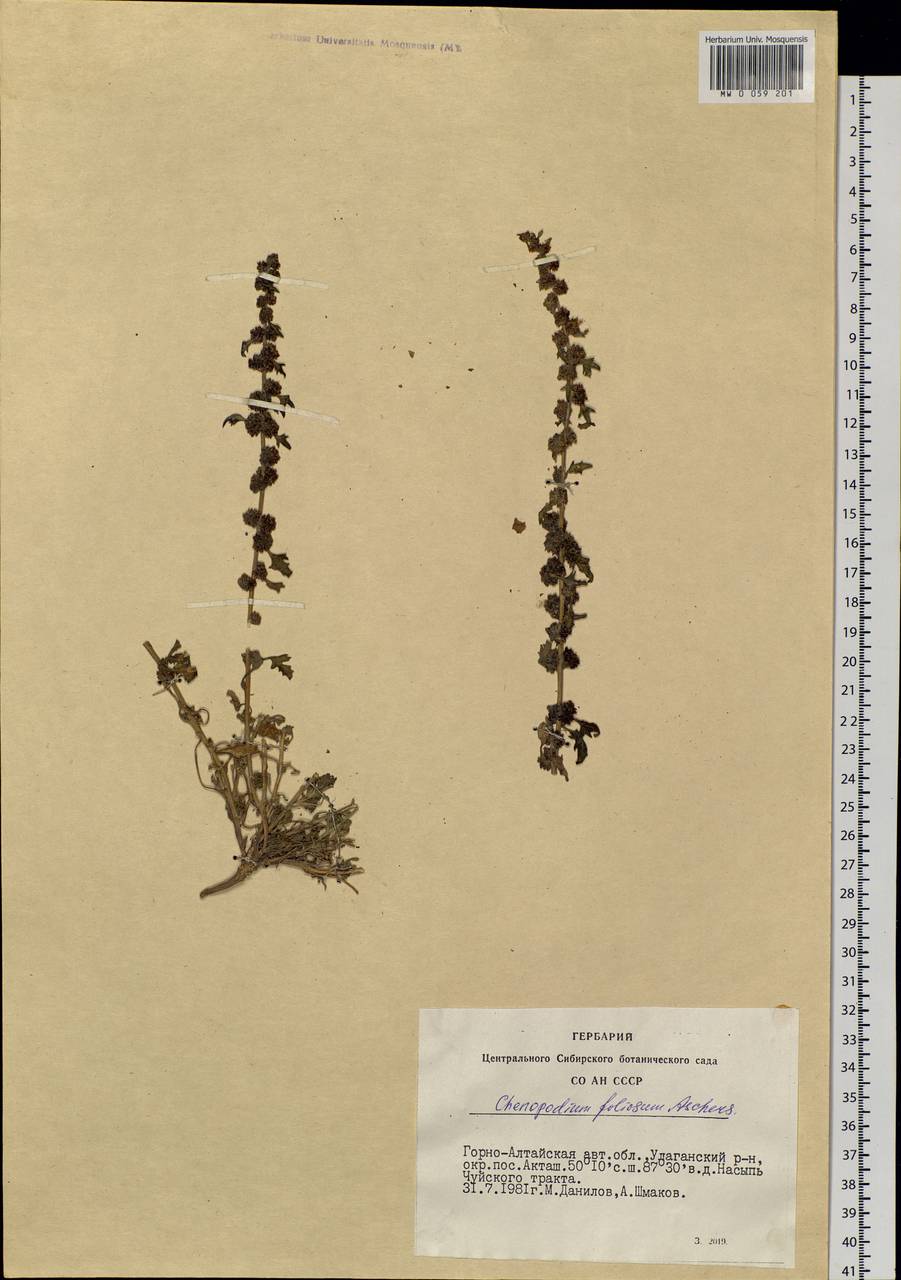 Blitum virgatum subsp. virgatum, Siberia, Altai & Sayany Mountains (S2) (Russia)