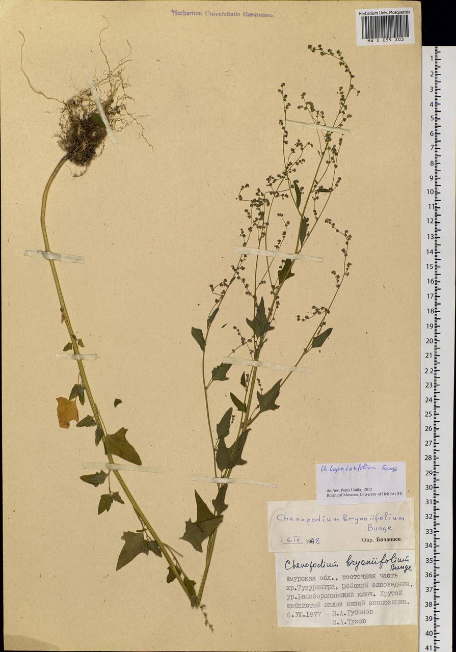 Chenopodium bryoniifolium Bunge, Siberia, Russian Far East (S6) (Russia)