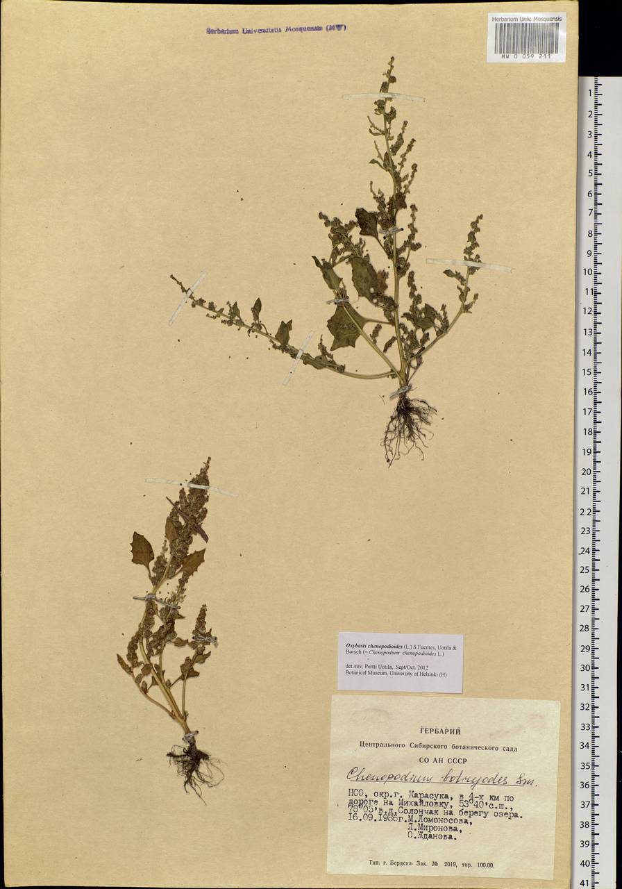 Oxybasis chenopodioides (L.) S. Fuentes, Uotila & Borsch, Siberia, Western Siberia (S1) (Russia)