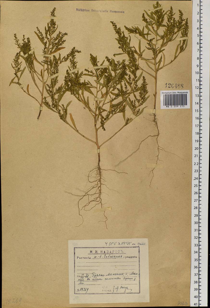 Teloxys aristata (L.) Moq., Siberia, Baikal & Transbaikal region (S4) (Russia)