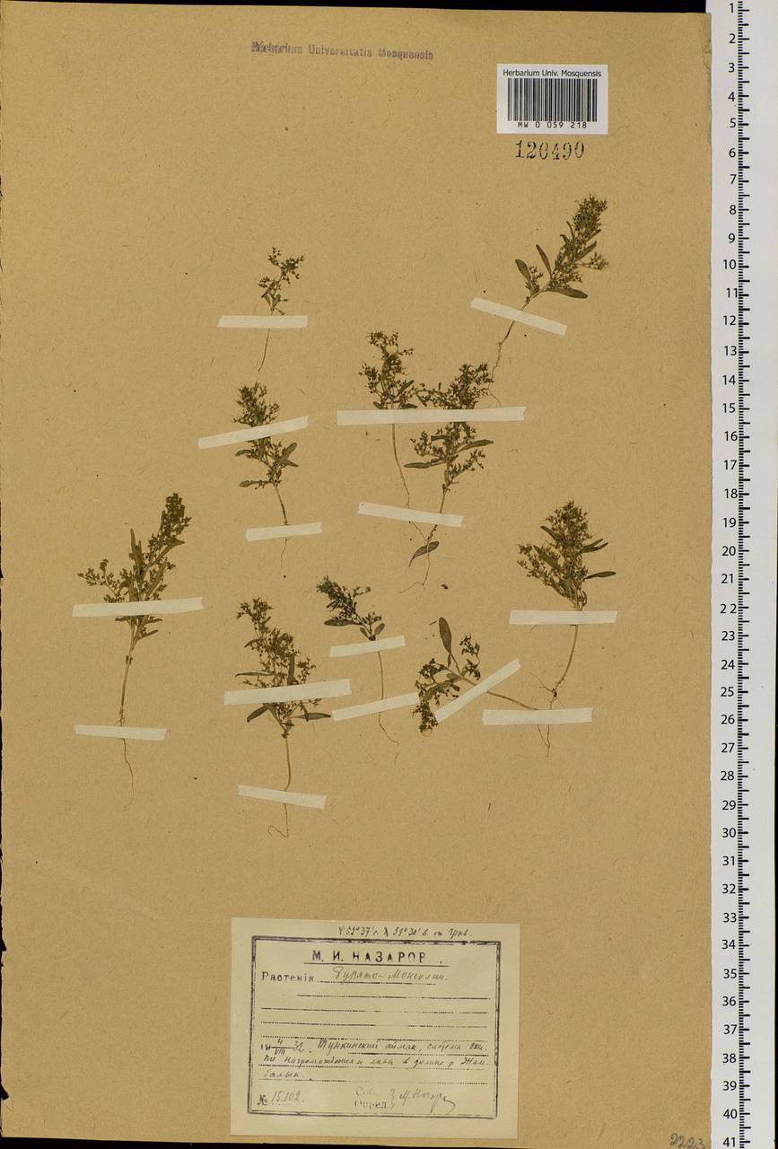 Teloxys aristata (L.) Moq., Siberia, Baikal & Transbaikal region (S4) (Russia)