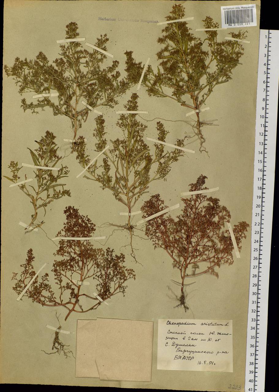 Teloxys aristata (L.) Moq., Siberia, Baikal & Transbaikal region (S4) (Russia)