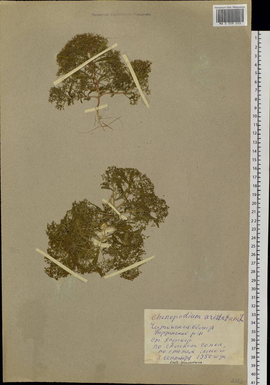 Teloxys aristata (L.) Moq., Siberia, Baikal & Transbaikal region (S4) (Russia)