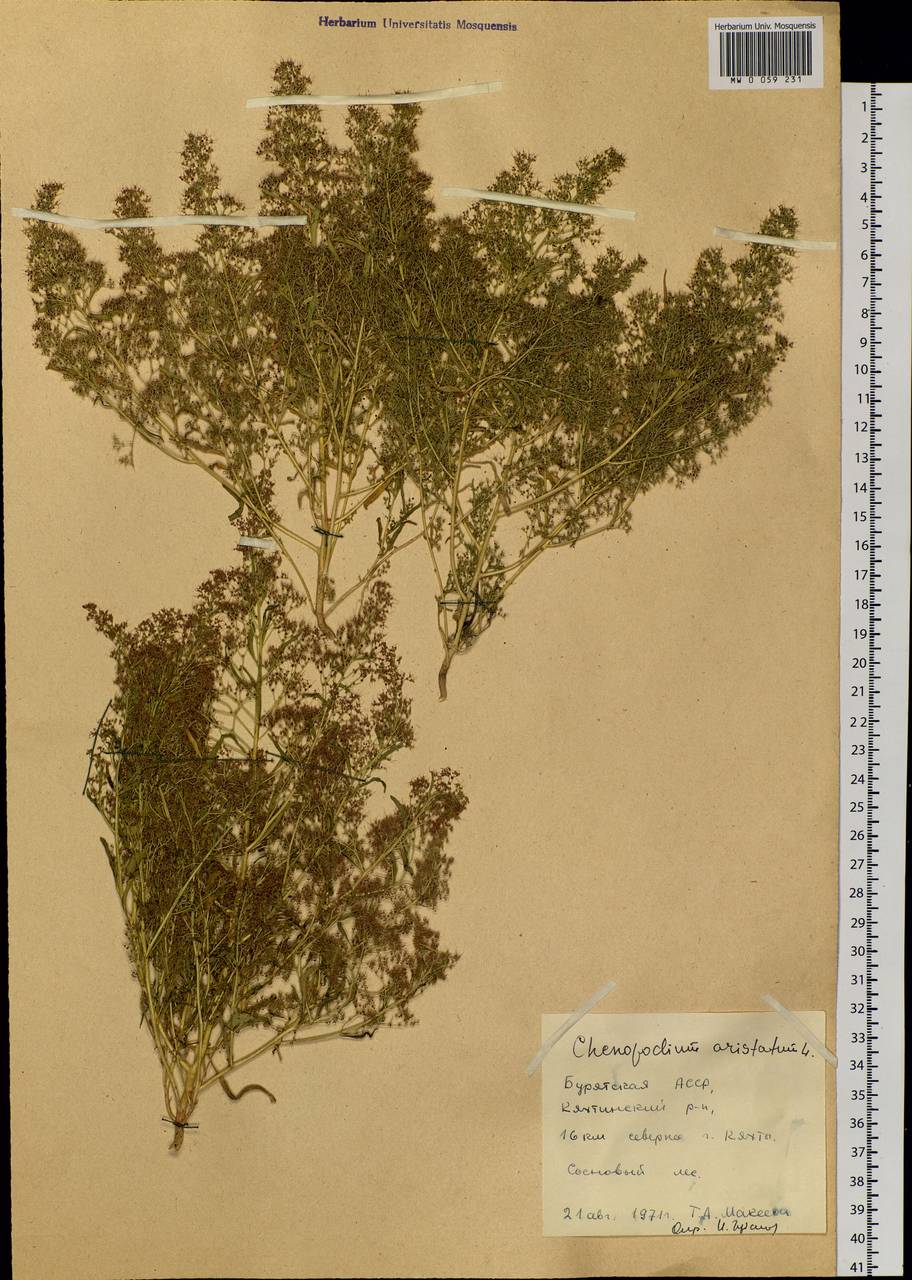 Teloxys aristata (L.) Moq., Siberia, Baikal & Transbaikal region (S4) (Russia)