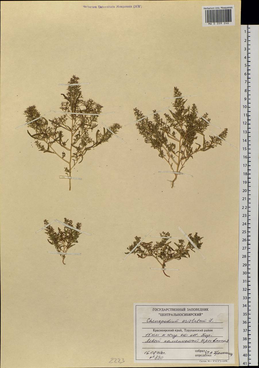 Teloxys aristata (L.) Moq., Siberia, Central Siberia (S3) (Russia)