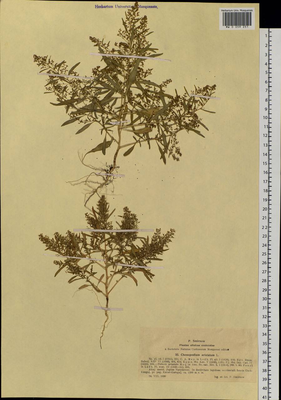Teloxys aristata (L.) Moq., Siberia, Western (Kazakhstan) Altai Mountains (S2a) (Kazakhstan)