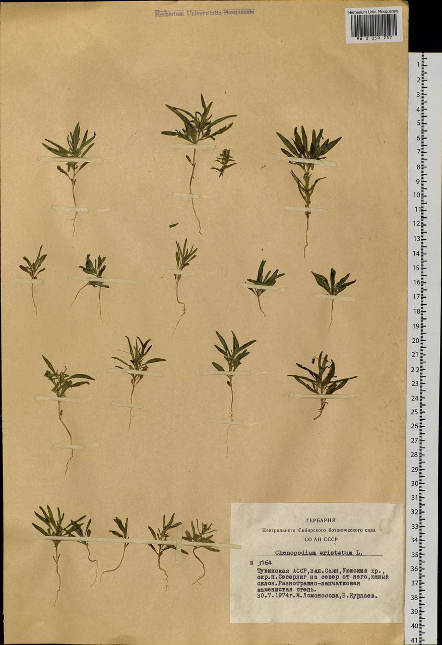 Teloxys aristata (L.) Moq., Siberia, Altai & Sayany Mountains (S2) (Russia)