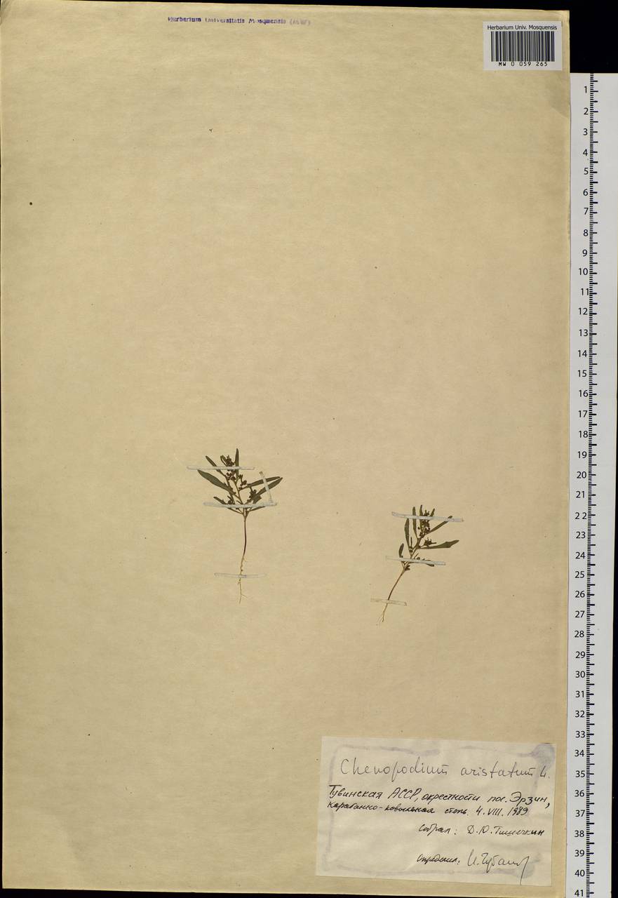 Teloxys aristata (L.) Moq., Siberia, Altai & Sayany Mountains (S2) (Russia)