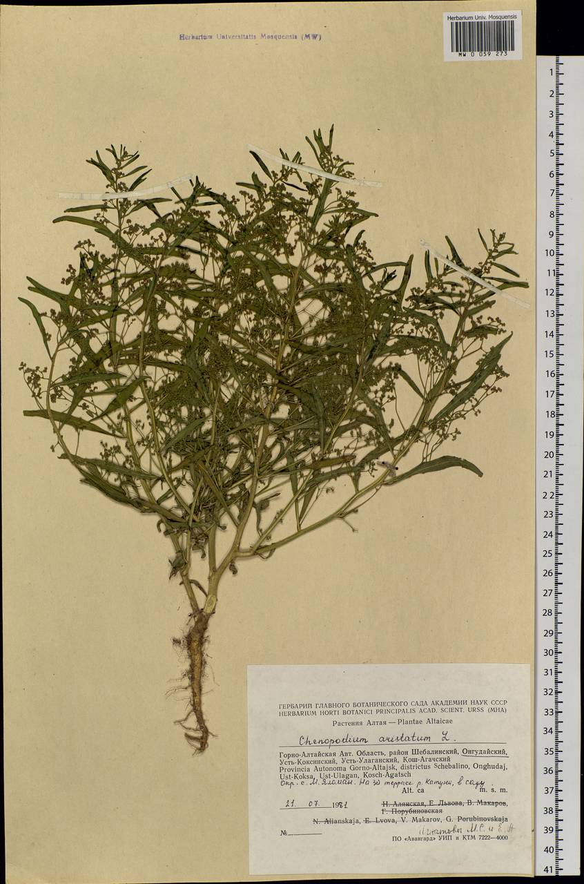 Teloxys aristata (L.) Moq., Siberia, Altai & Sayany Mountains (S2) (Russia)