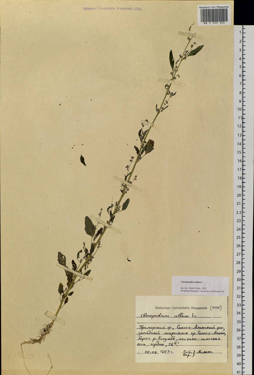 Chenopodium album L., Siberia, Russian Far East (S6) (Russia)