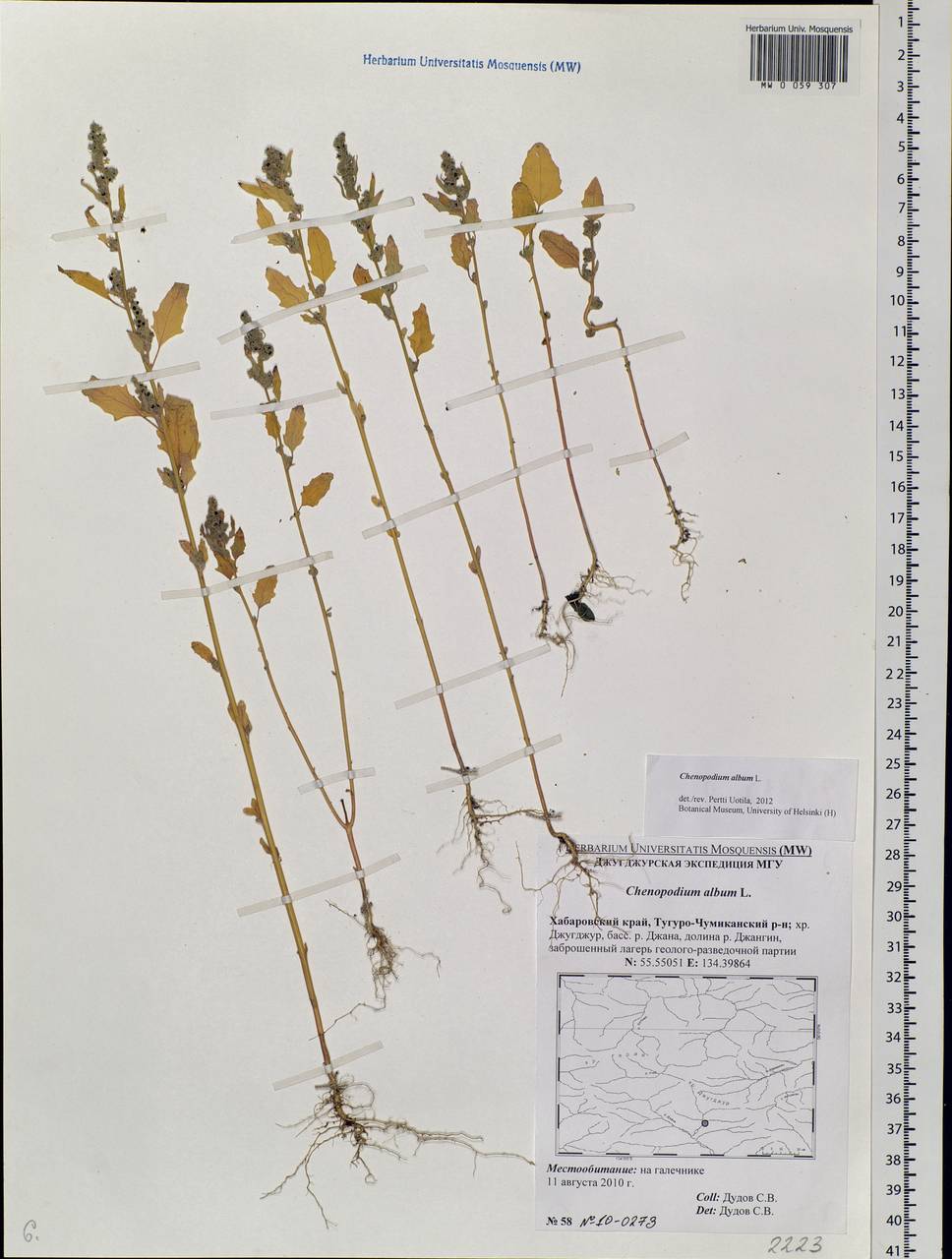 Chenopodium album L., Siberia, Russian Far East (S6) (Russia)