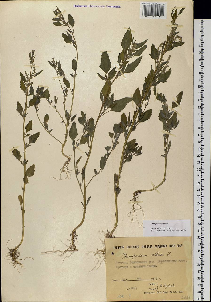 Chenopodium album L., Siberia, Yakutia (S5) (Russia)